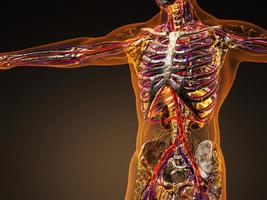 sistema cardiovascular de circulação humana com ossos em corpo transparente foto