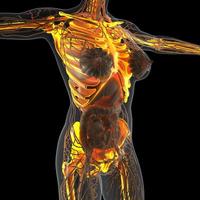 anatomia científica do corpo humano em raio-x com ossos de esqueleto de brilho foto