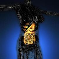 anatomia científica do corpo da mulher com sistema digestivo de brilho foto