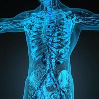 sistema cardiovascular de circulação humana com ossos em corpo transparente foto