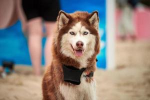 cão husky close-up na praia de areia de verão, retrato de cão husky vermelho, caminhada ao ar livre com animal de estimação adorável foto