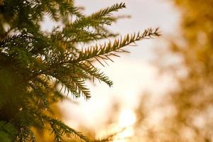 espaço de cópia de galho de árvore de teixo taxus baccata, teixo perene em bela luz solar, tempo ensolarado foto