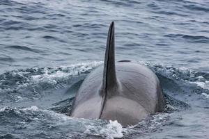 baleias assassinas no oceano pacífico azul