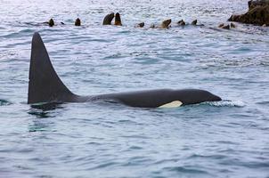 a orca atacando leões marinhos, península de kamchatka foto