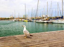 gaivota em um cais de madeira em um fundo de iate foto