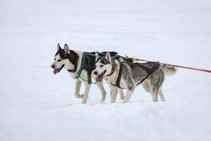 os dois cães husky na neve foto