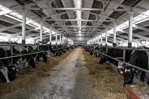 vacas comendo comida em uma fazenda de gado leiteiro foto