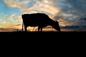 silhueta de uma vaca contra o céu azul e pôr do sol à noite foto
