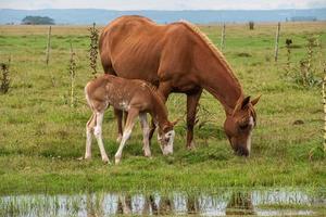 cavalos em uma fazenda foto