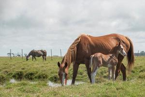 cavalos em uma fazenda foto