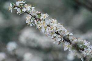 as flores de ameixa branca nos galhos da ameixeira no pomar estão florescendo