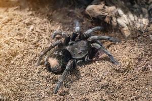 aranha marrom gigante em um close-up do terrário. foto