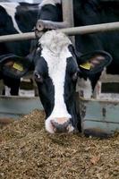 cabeça de vaca close-up em uma caneta em uma fazenda de gado leiteiro foto