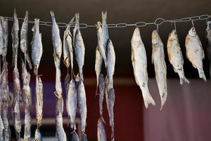 secagem de pequenos peixes salgados em uma corda foto