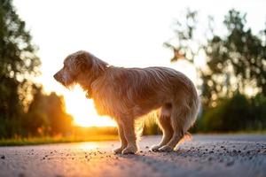 um cão vadio sujo senta-se na estrada no fundo do sol poente foto