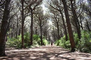 tema floresta de pinheiros foto