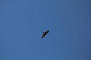 bela águia ou falcão voando no céu azul claro com nuvens no verão foto