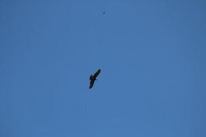 bela águia ou falcão voando no céu azul claro com nuvens no verão foto