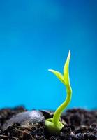 folhas de botões de sementeira de planta jovem e fundo azul foto