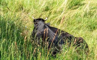 fotografia sobre o tema bela vaca leiteira grande foto