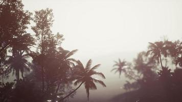 floresta tropical de palmeiras no nevoeiro foto