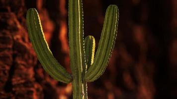 cacto no deserto do arizona perto de pedras de rocha vermelha foto