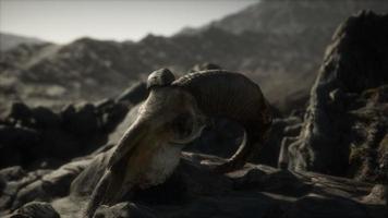 crânio de carneiro muflão europeu em condições naturais em montanhas rochosas foto