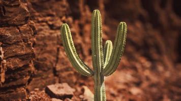 cacto no deserto do arizona perto de pedras de rocha vermelha foto