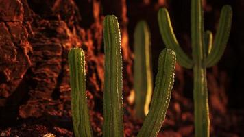 cacto no deserto do arizona perto de pedras de rocha vermelha foto