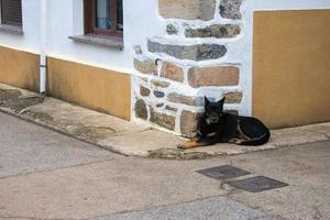 cachorro preto descansando ao lado de uma parede de casa de pedra foto