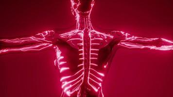 vasos sanguíneos do corpo humano foto