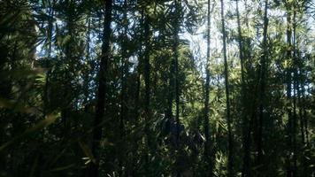 bosque de bambu arashiyama ventoso e tranquilo foto