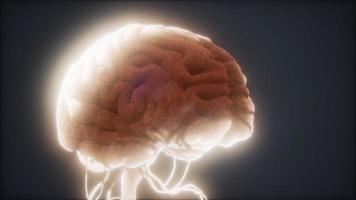 modelo animado do cérebro humano foto