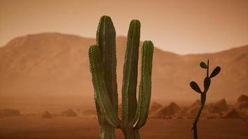 pôr do sol no deserto do arizona com cacto saguaro gigante foto