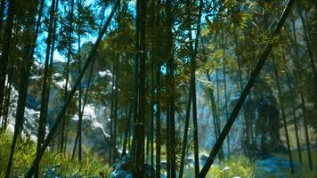 floresta de bambu asiática com luz solar foto