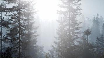 floresta nórdica enevoada no início da manhã com nevoeiro foto
