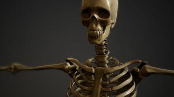 ossos do esqueleto humano foto