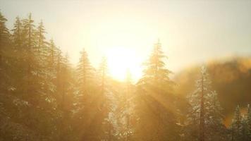 floresta de pinheiros ao nascer do sol com raios de sol quentes foto