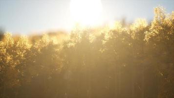 floresta de pinheiros ao nascer do sol com raios de sol quentes foto