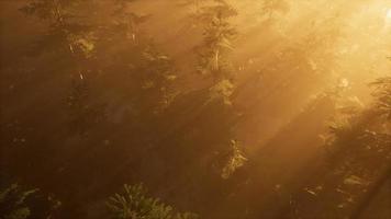 raios solares aéreos na floresta com nevoeiro foto