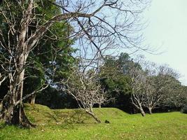 vista do gramado, banhado de sol no parque de doces foto