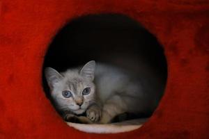 lindo gatinho cinza em gato de olhos azuis na casa do gatinho vermelho foto