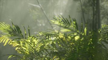 luz brilhante brilhando através do nevoeiro úmido e enevoado e das folhas da selva foto