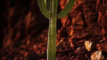 cacto no deserto do arizona perto de pedras de rocha vermelha foto