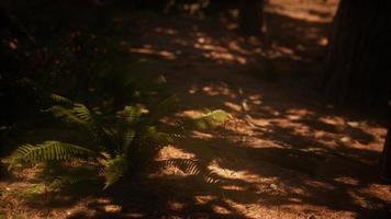 sol da manhã nas sequoias do bosque de mariposa foto