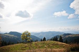 temporada de outono nas montanhas. árvore sozinha. Cárpatos, Ucrânia. vista majestosa. foto