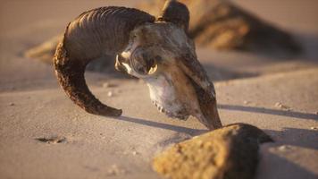 crânio com chifres de carneiro na praia foto