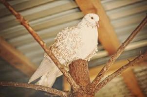 pombo na gaiola no zoológico foto