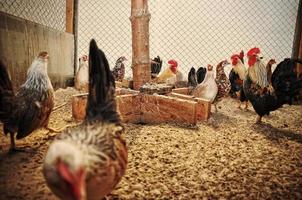 galinhas e galos na gaiola foto