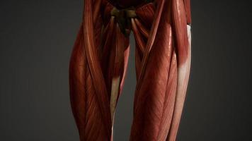 sistema muscular de animação do corpo humano foto